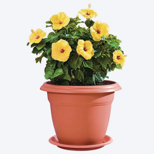 Matera Redonda 60 Cms con Plato Rimax